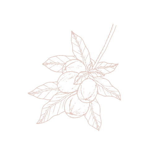 line drawing of a jojoba nut