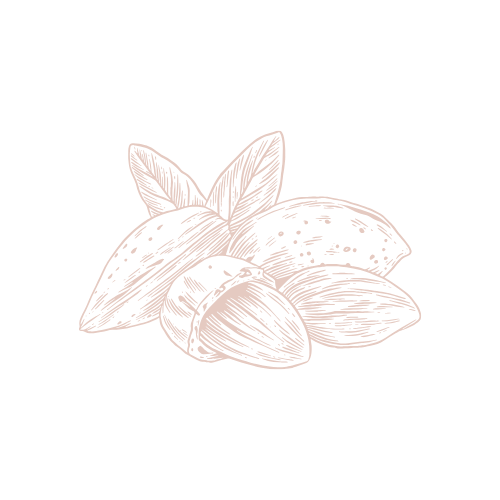 line drawing of almond nut