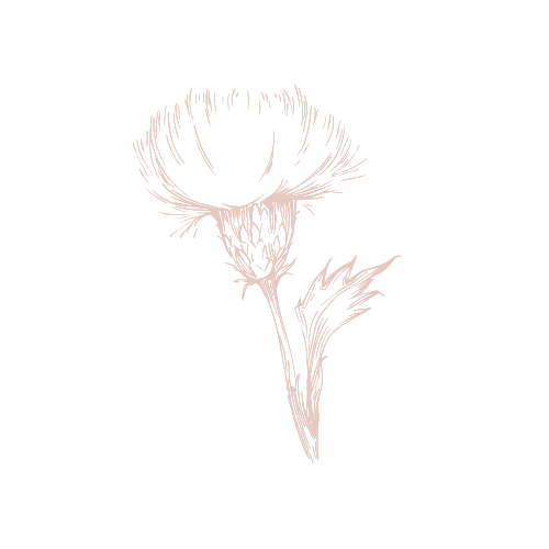 line drawing of thistle