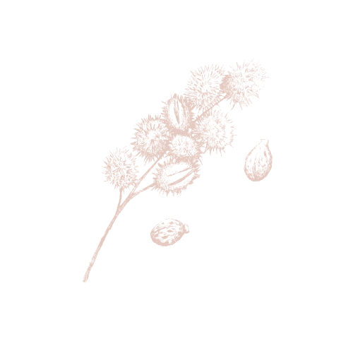 line drawing of castor plant