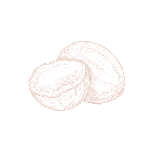 line drawing of open coconut