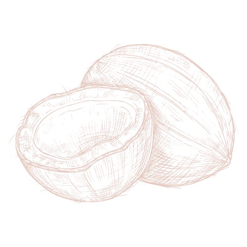 coconut line drawing