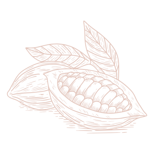 shea nut line drawing